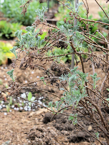 Artemisia abrotanum