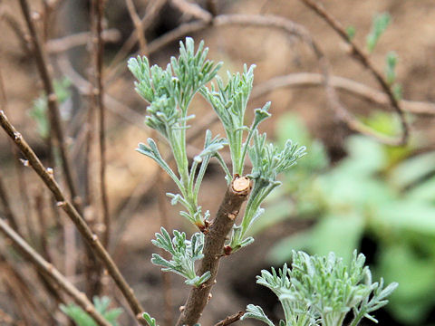 Artemisia abrotanum