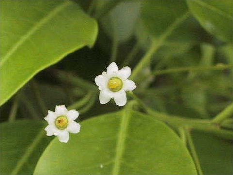 Ilex pedunculosa