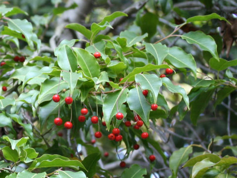 Ilex pedunculosa