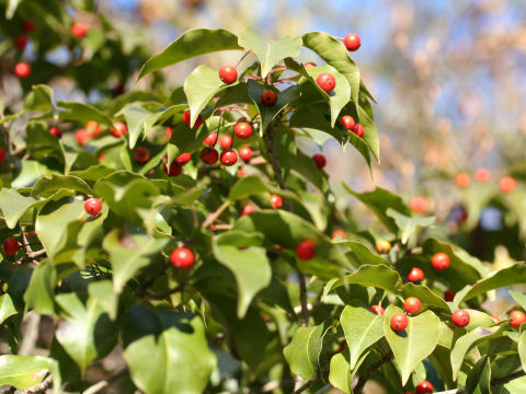 Ilex pedunculosa