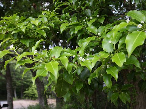 Ilex pedunculosa