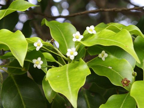 Ilex pedunculosa