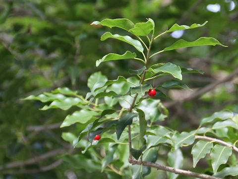 Ilex pedunculosa