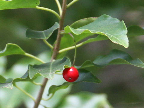 Ilex pedunculosa