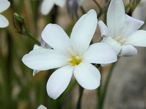 Sparaxis bulbifera