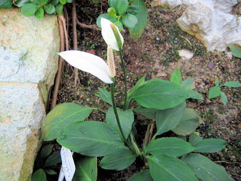 Spathiphyllum cannifolium