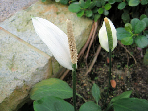 Spathiphyllum cannifolium