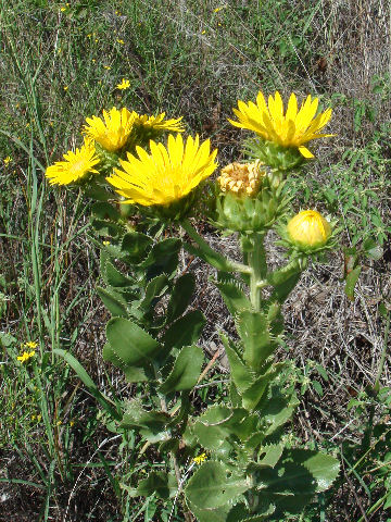 Haplopappus ciliatus