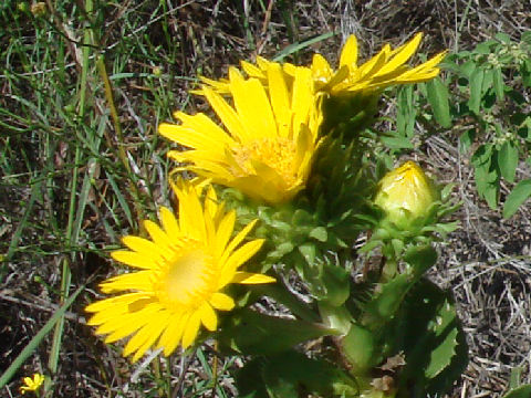 Haplopappus ciliatus