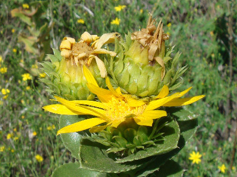 Haplopappus ciliatus