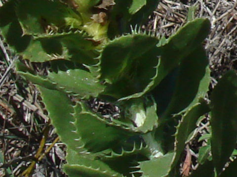 Haplopappus ciliatus