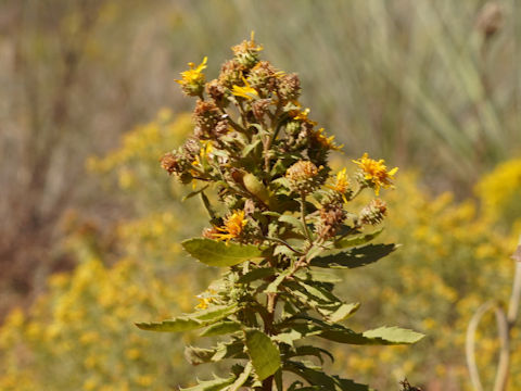 Haplopappus ciliatus