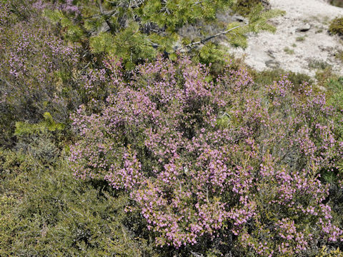 Erica australis