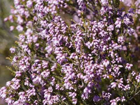 Erica australis