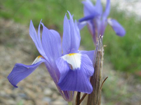 Iris xiphium