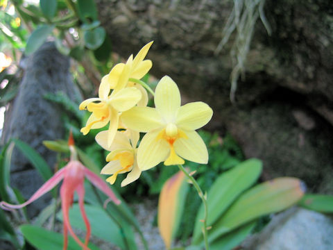 Spathoglottis lobbii