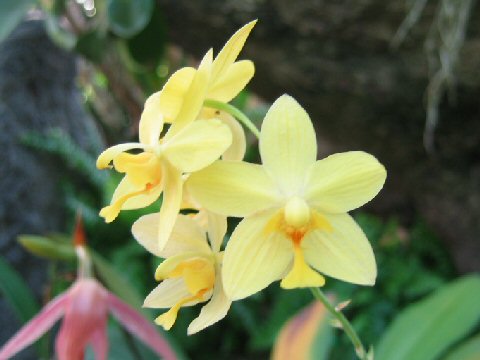 Spathoglottis lobbii