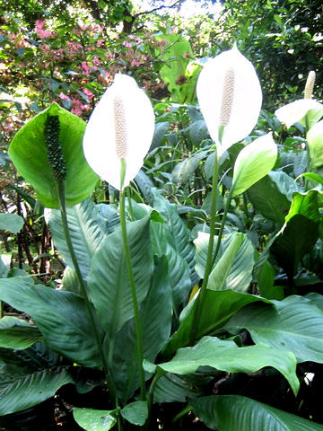 Spathiphyllum cv.