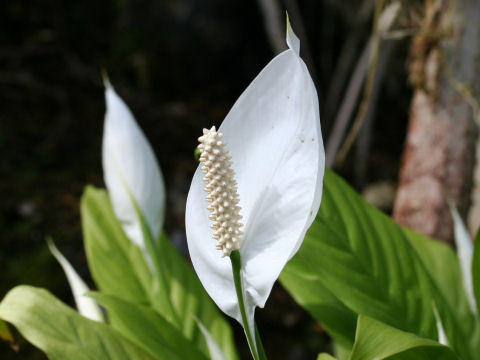 Spathiphyllum cv. Mauna Loa