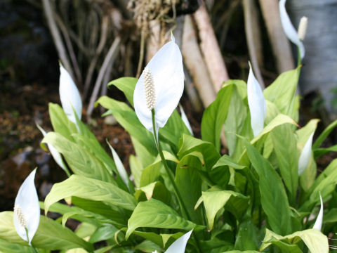 Spathiphyllum cv. Mauna Loa