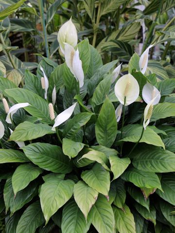 Spathiphyllum cv.