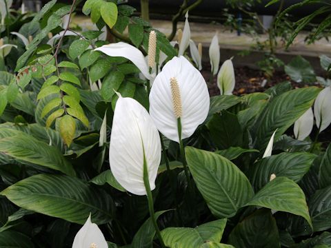 Spathiphyllum cv.