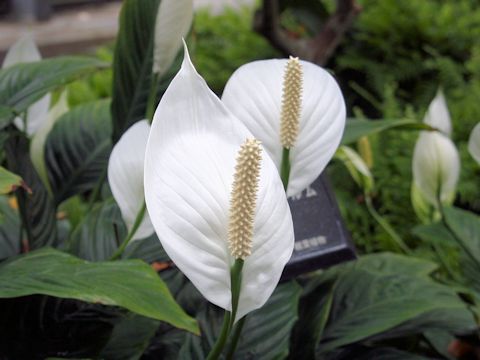 Spathiphyllum cv.