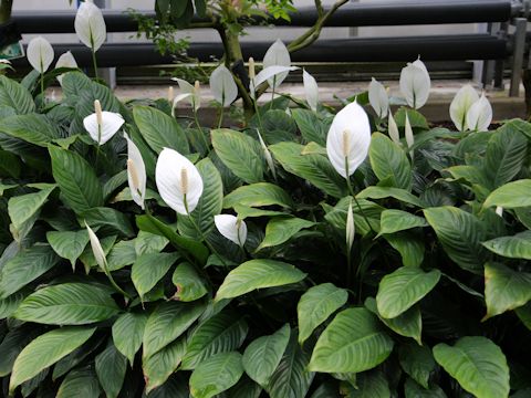 Spathiphyllum cv.