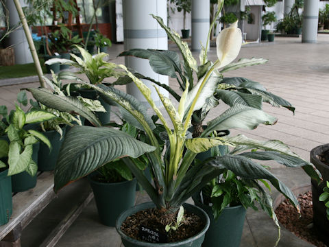 Spathiphyllum cv. Hakkaisan