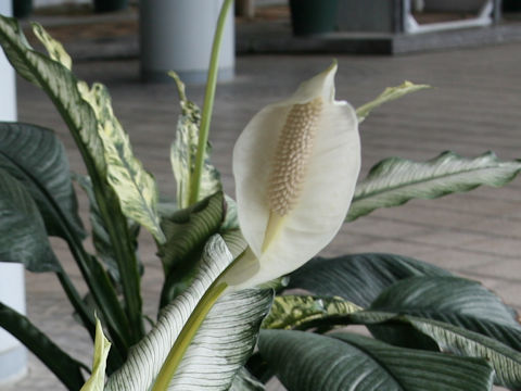 Spathiphyllum cv. Hakkaisan