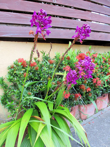 Spathoglottis unguiculata