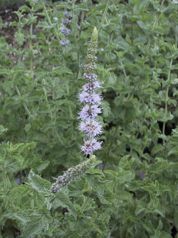 Mentha spicata