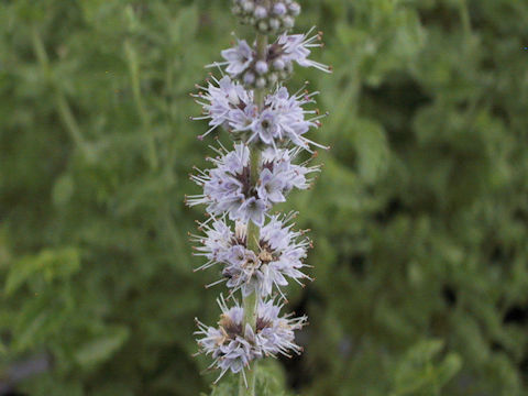 Mentha spicata