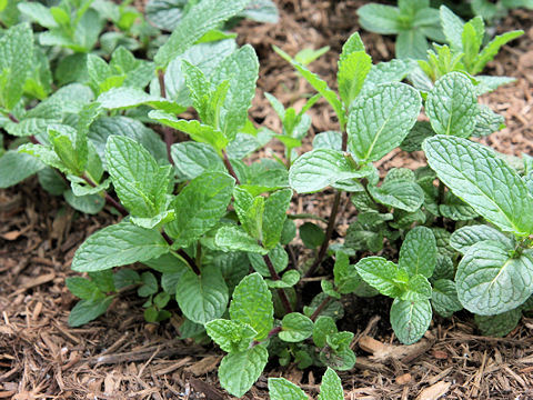 Mentha spicata