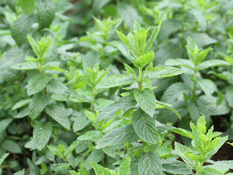 Mentha spicata