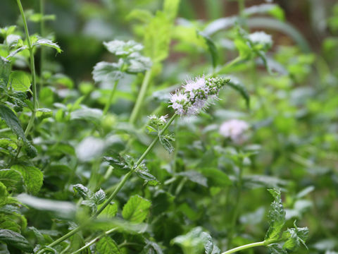 Mentha spicata