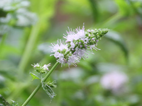 Mentha spicata