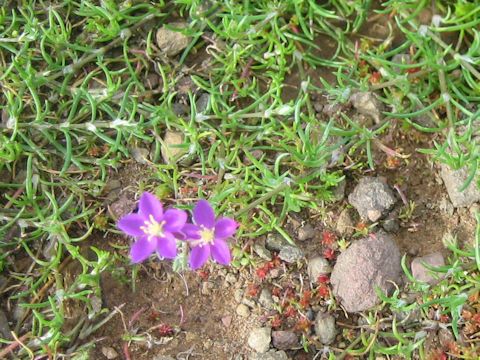 Spergularia purpurea