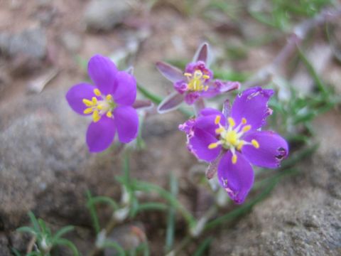 Spergularia purpurea