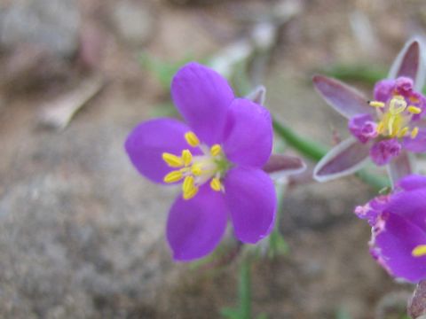 Spergularia purpurea