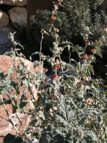 Sphaeralcea ambigua