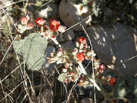 Sphaeralcea ambigua