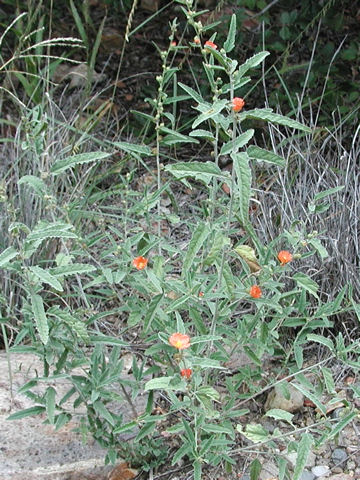 Sphaeralcea angustifolia