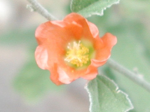 Sphaeralcea angustifolia