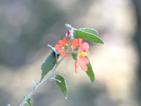 Sphaeralcea angustifolia