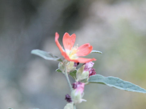 Sphaeralcea angustifolia