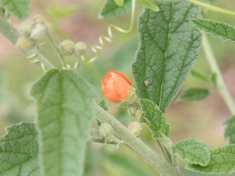 Sphaeralcea angustifolia