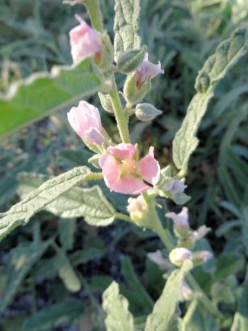 Sphaeralcea angustifolia