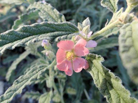 Sphaeralcea angustifolia